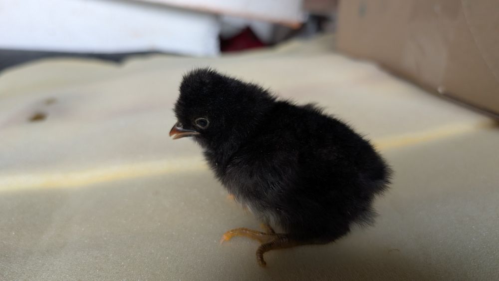 Pui țărănești,barbosi