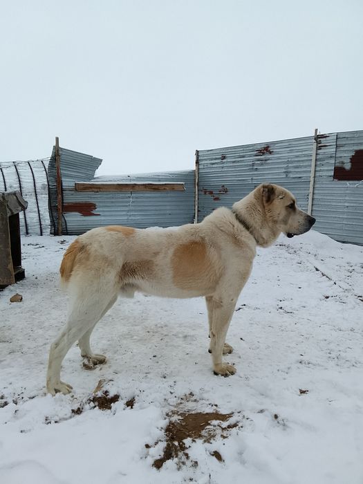 Молодой алабай Бойцовский