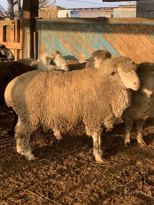 Продам больших кошкаров