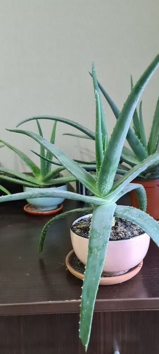 Алое Вера Барбаденсис многолетние