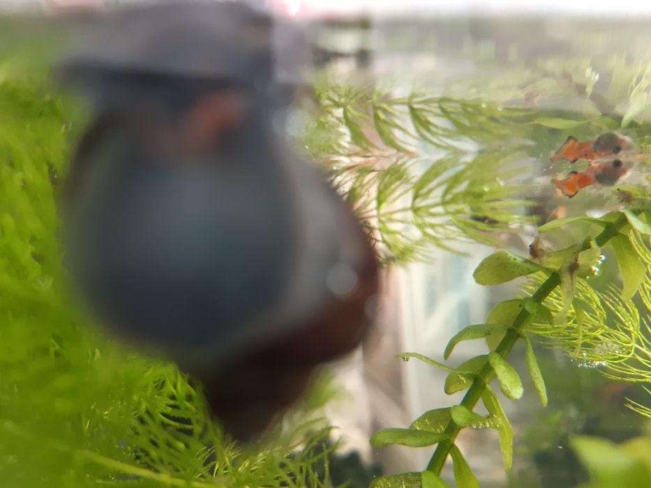 Прозрачные креветки