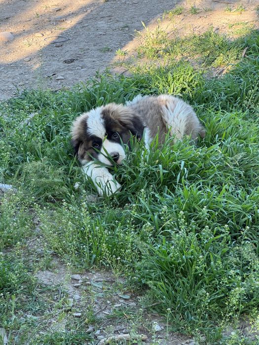 щенок сенбернара