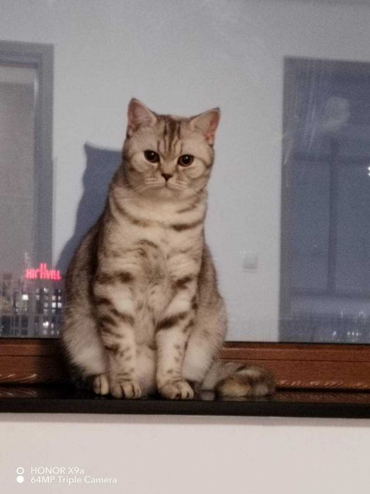 Отдам кошку в добрые руки