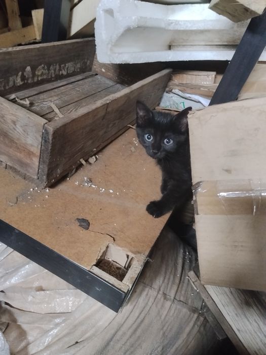 Котята от родителей крысоловов