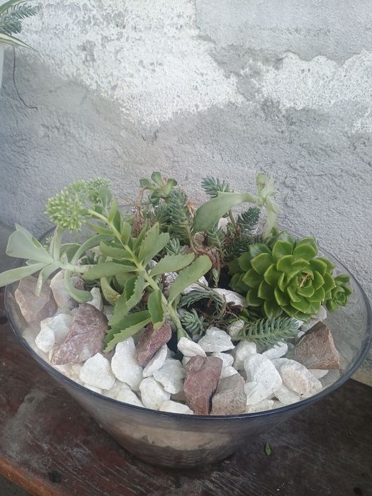 Aranjamente florale de exterior cu plante suculente