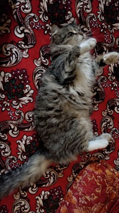 Мейкун 9 ойлик сотилади.