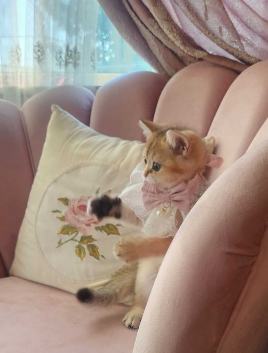British Shorthair Golden cu pedigree