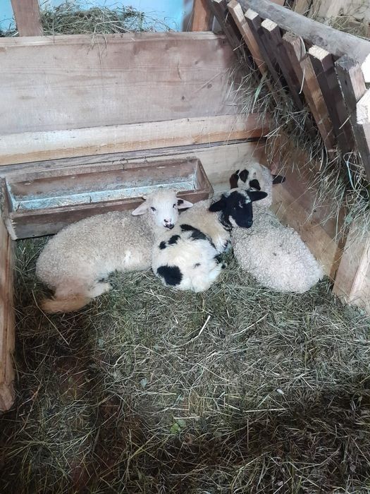 Vând 6 oi  ( citit descriera)