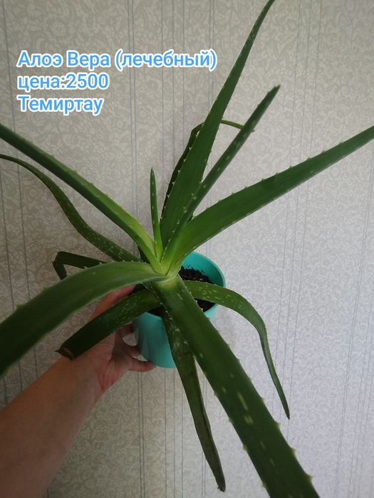 Продаю комнатные растения