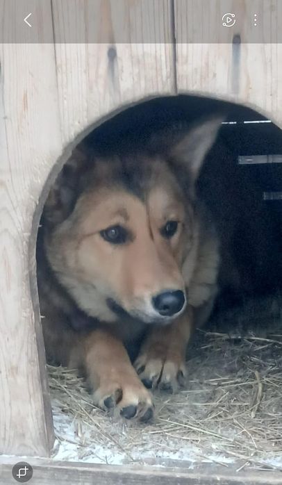 Собака для охраны