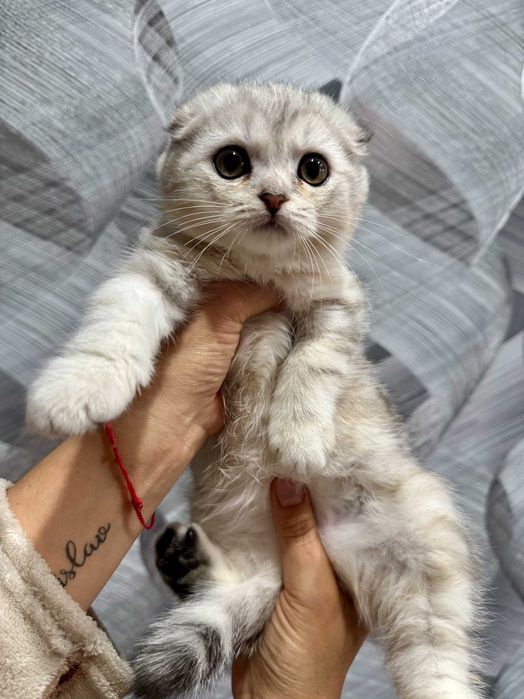 вислоушка девочка