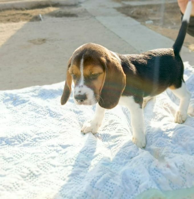 Щенки Бигль с документами