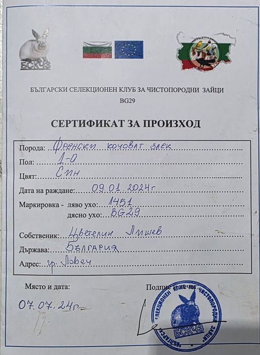 Femela berbec german Montată 30 Martie