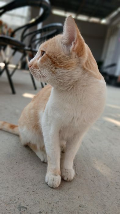 Zotdor chiroyli mushuk  200.000