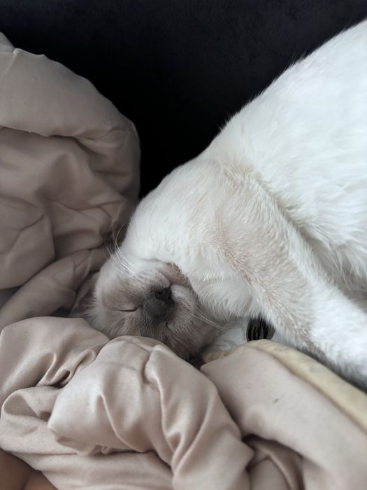 Котенок девочка ищет сеью