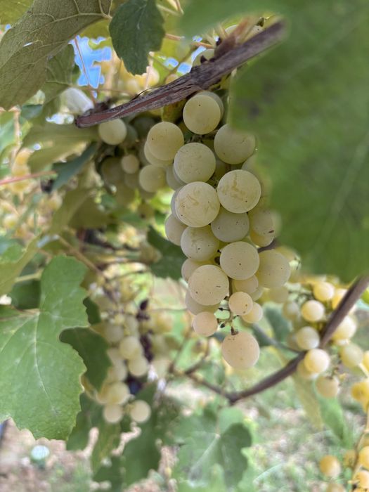 Struguri pentru vin
