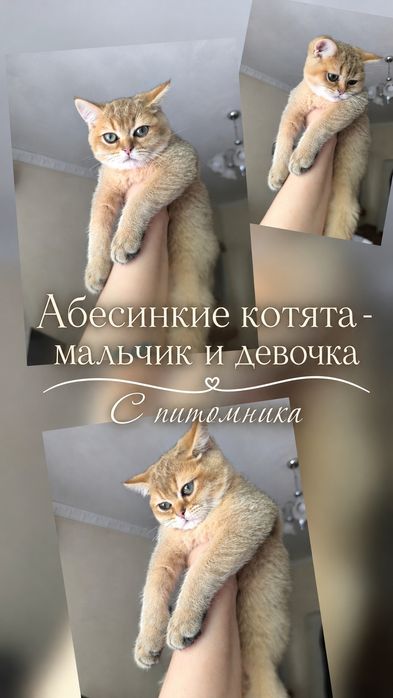 Котята с питомника.