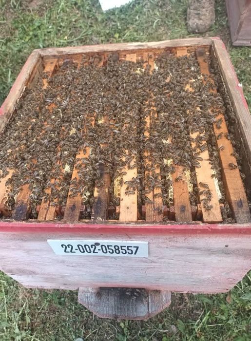 Vînd familii de albine