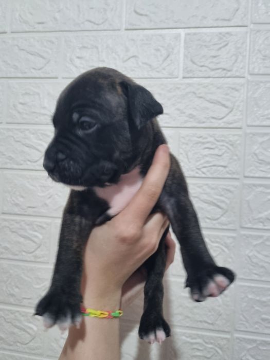 Продам  щенка стаффа