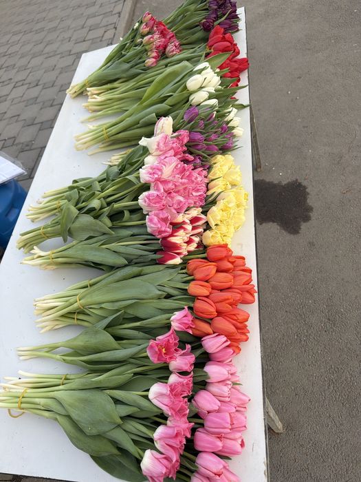 Тюльпаны потом свежие по 450