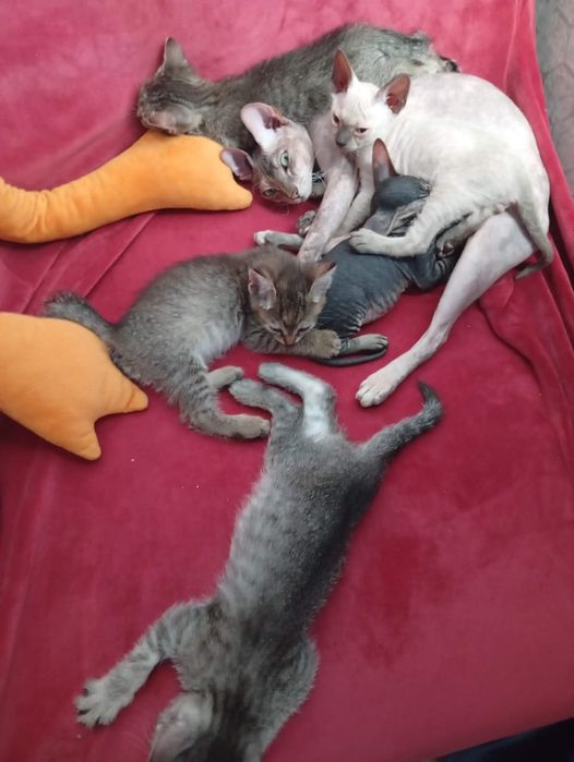 Донские котята сфинкс