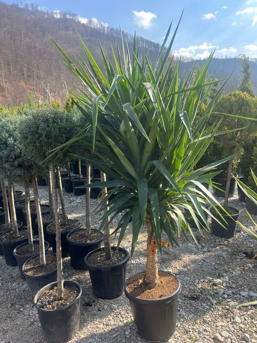 Plante ornamentale tuia leylandii smarald măslini