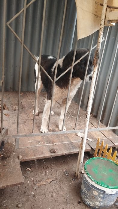 Қазақы төбет ит сатылады