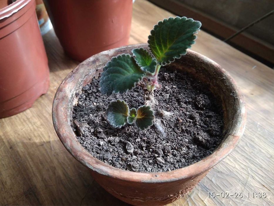 Комнатный цветок: Сансевиерия (Кашачий хвост или же Тещен Язык)