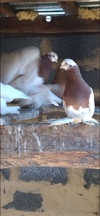 Продам голуби разных пород