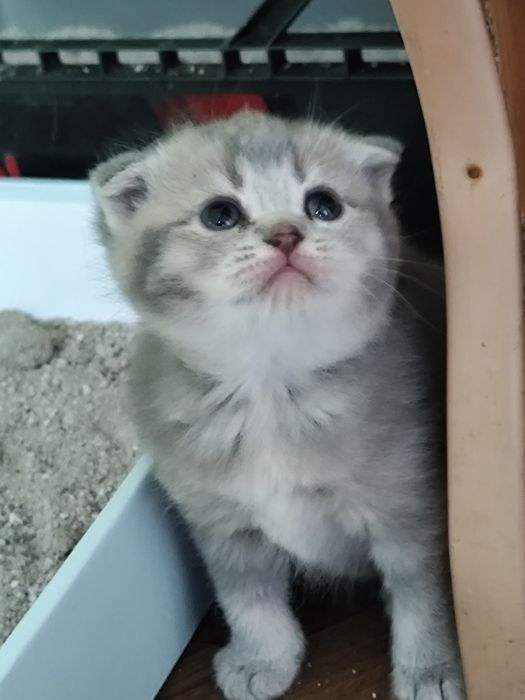 Подарок для любимых! Шикарные котята!