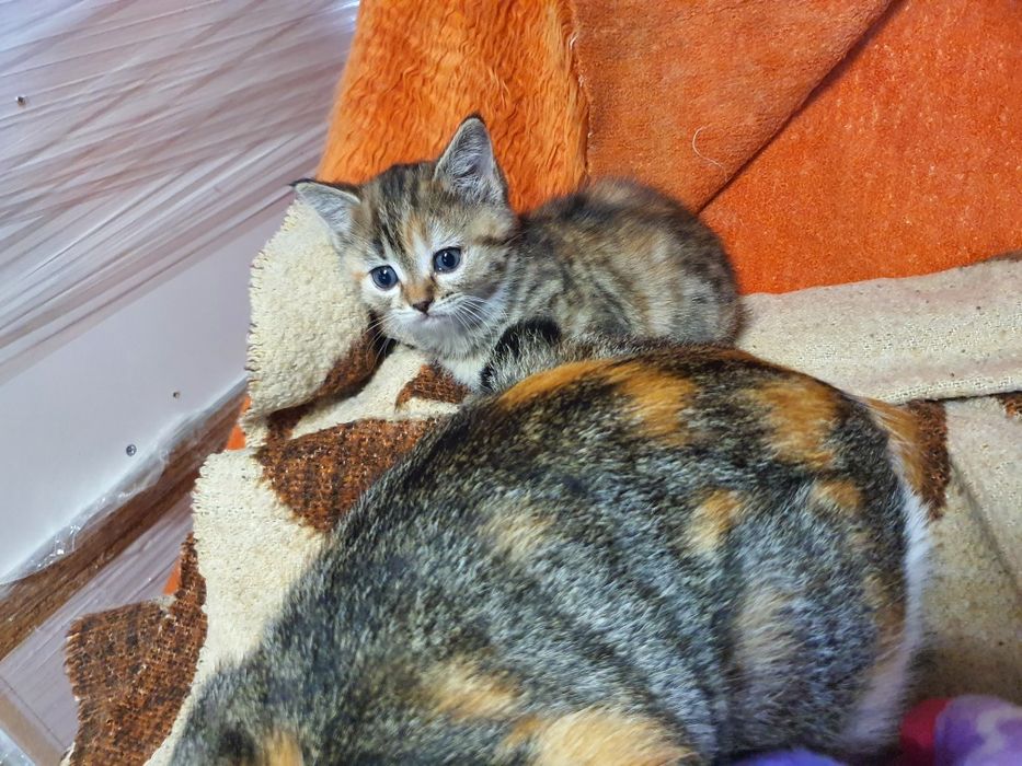 Подарявам котета