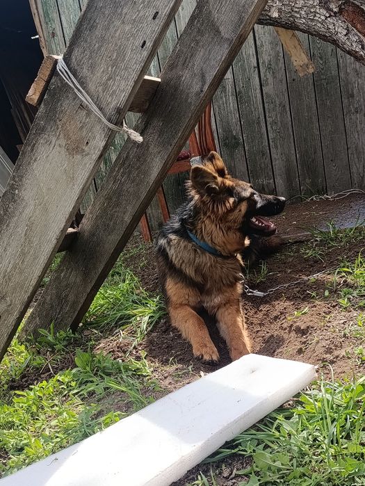 Немецкая овчарка длино шорстная