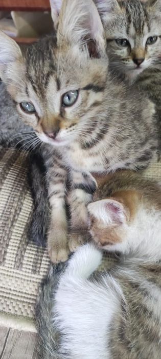 Котята крысолова