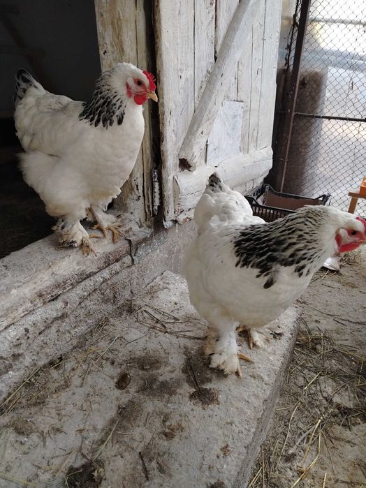 Preiau comenzi pentru ouă pentru incubat.