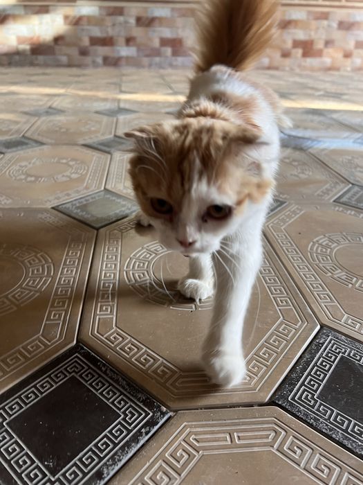 Scottish Fold Longhair