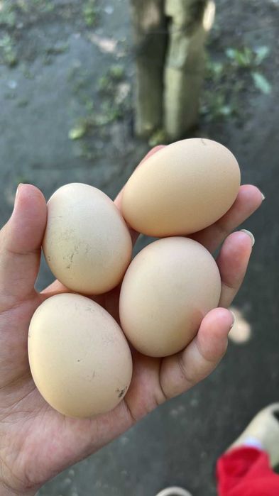 Инкубационные яйца кур