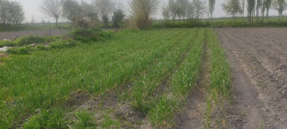 15 sotiqli hovli sotiladi — Quyi Chirchiq tumani, "Yomg‘irchi" MFY