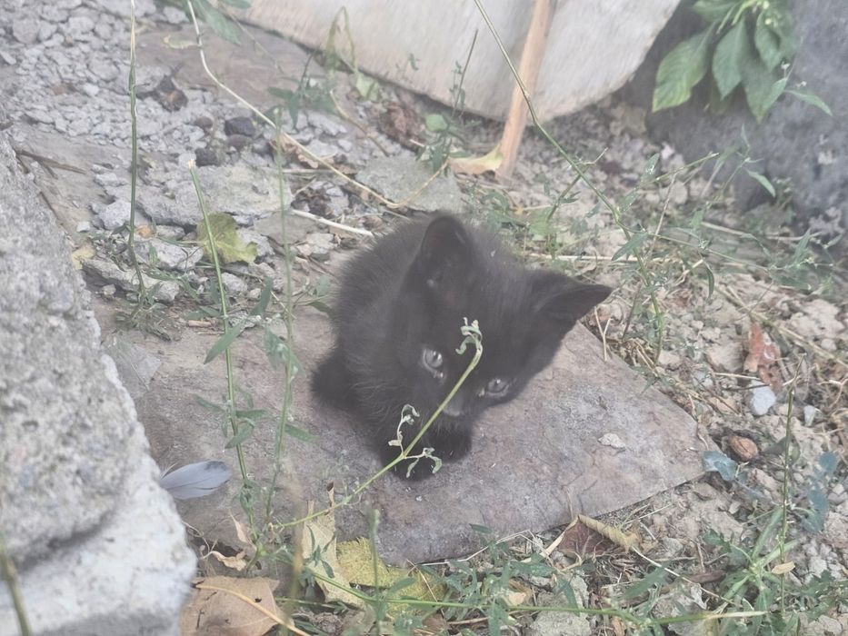 Отдам котят в добрые руки