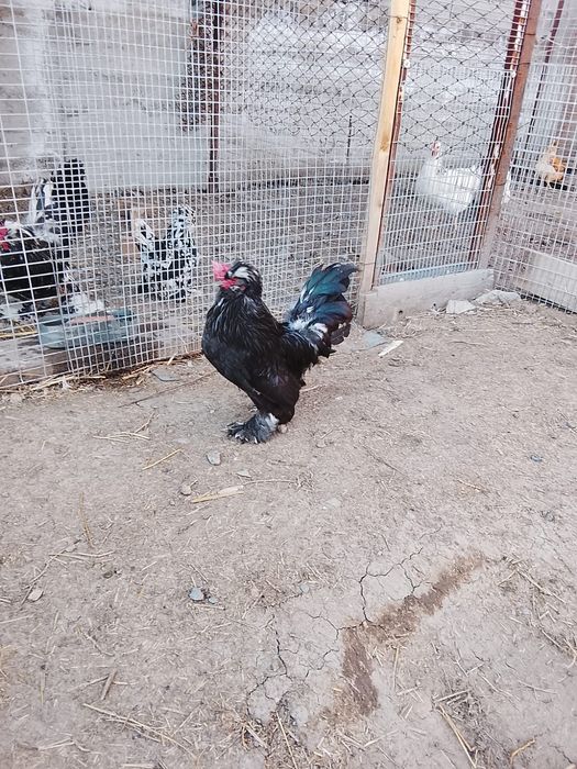 Продаю питушков султанок