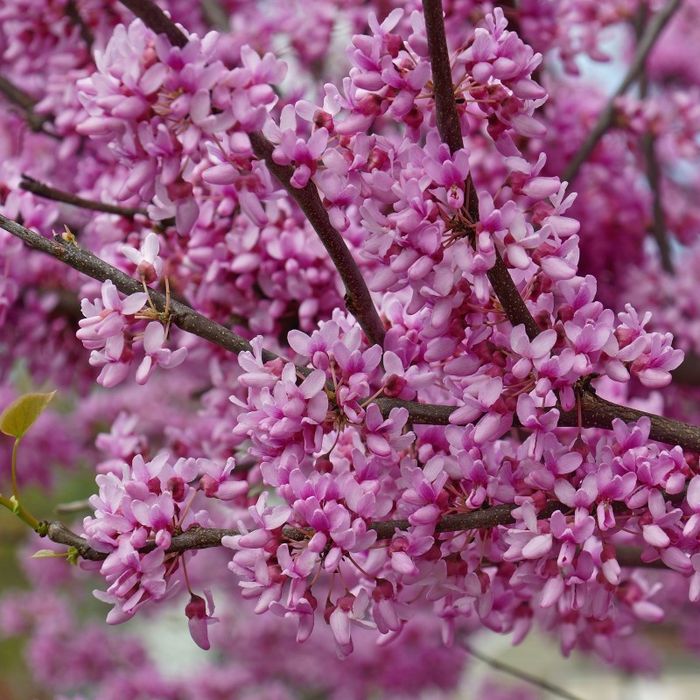 Cercis Oklahoma..