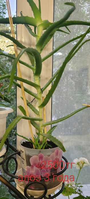 Комнатные   цветы