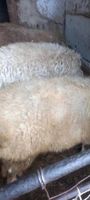 Семиз кошкар лар 4 ай бордакы