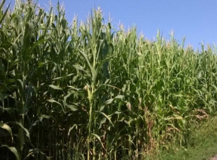 Sămânță Porumb Certificat pentru SILOZ cu Acte pt subvenția APIA