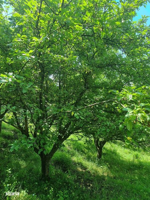Teren intravilan cu livada 9000mp - zona Valenii de Munte