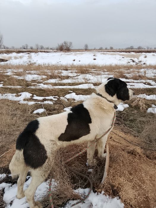 Алабай 2,5 жасар