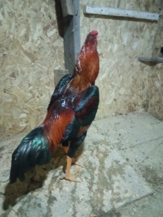 Дакан, апрель. Хороший