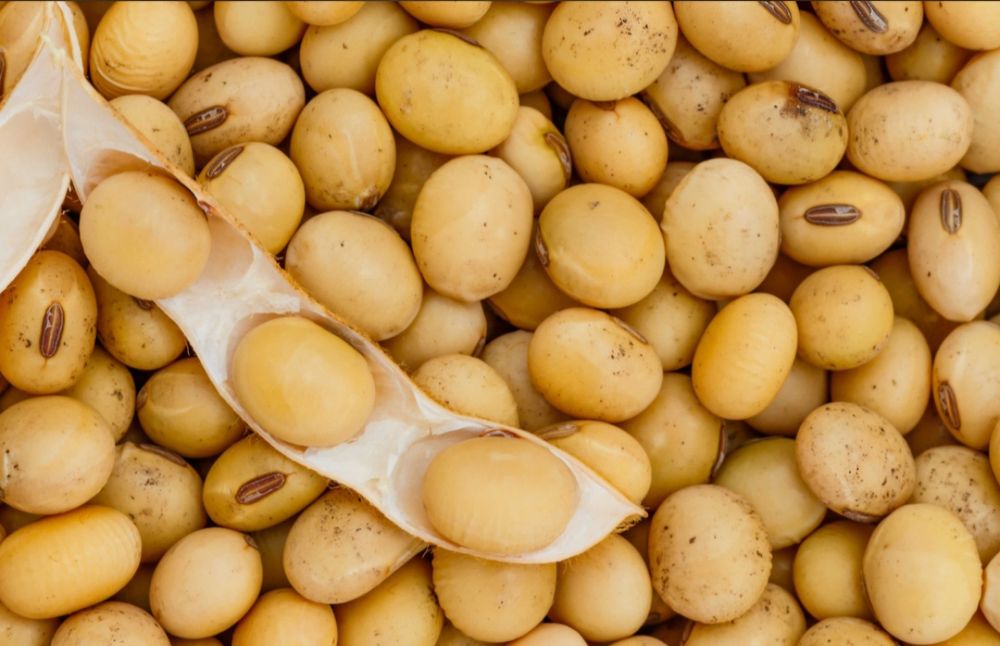 Soia boabe nemodificata genetic productie 2025