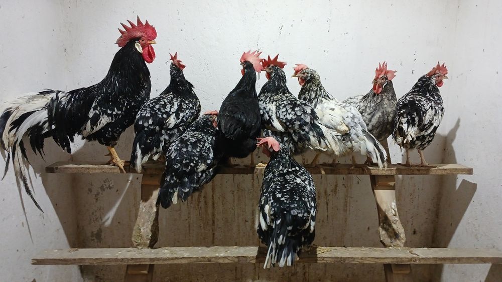 Cocos rasa ameraucana și italian