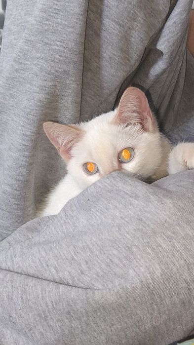 отдам котика мальчика