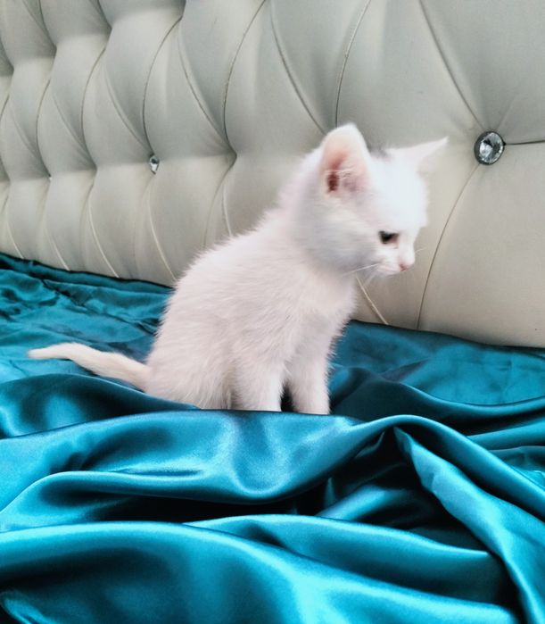Белые пуШистые коТята